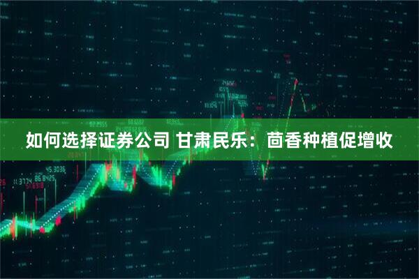 如何选择证券公司 甘肃民乐：茴香种植促增收